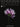 Solos for the Sanctuary - Worship