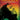 Bob Marley for Ukulele