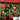 Christmas Songs - Super Easy Songbook