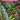 The Jamaican Music Songbook