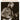 Skydog: The Duane Allman Story