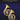 Mozart - Twelve Duets for Two French Horns — Music Minus One French Horn