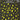 Fireflies