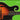 Easy Songs for Mandolin