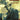 Thelonious Monk Favorites
