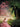 Wicked — Piano/Vocal Selections (Melody in the Piano Part)