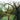 Sing, Choirs! — Anthems, Psalms and Hymns
