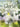 Gloria! — Flute/Oboe - Grade 2-3