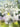 Gloria! — F Horn - Grade 2-3