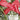 Christmas for Organ