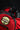Torpedo Chuckwalla Only (fits Peacemaker)